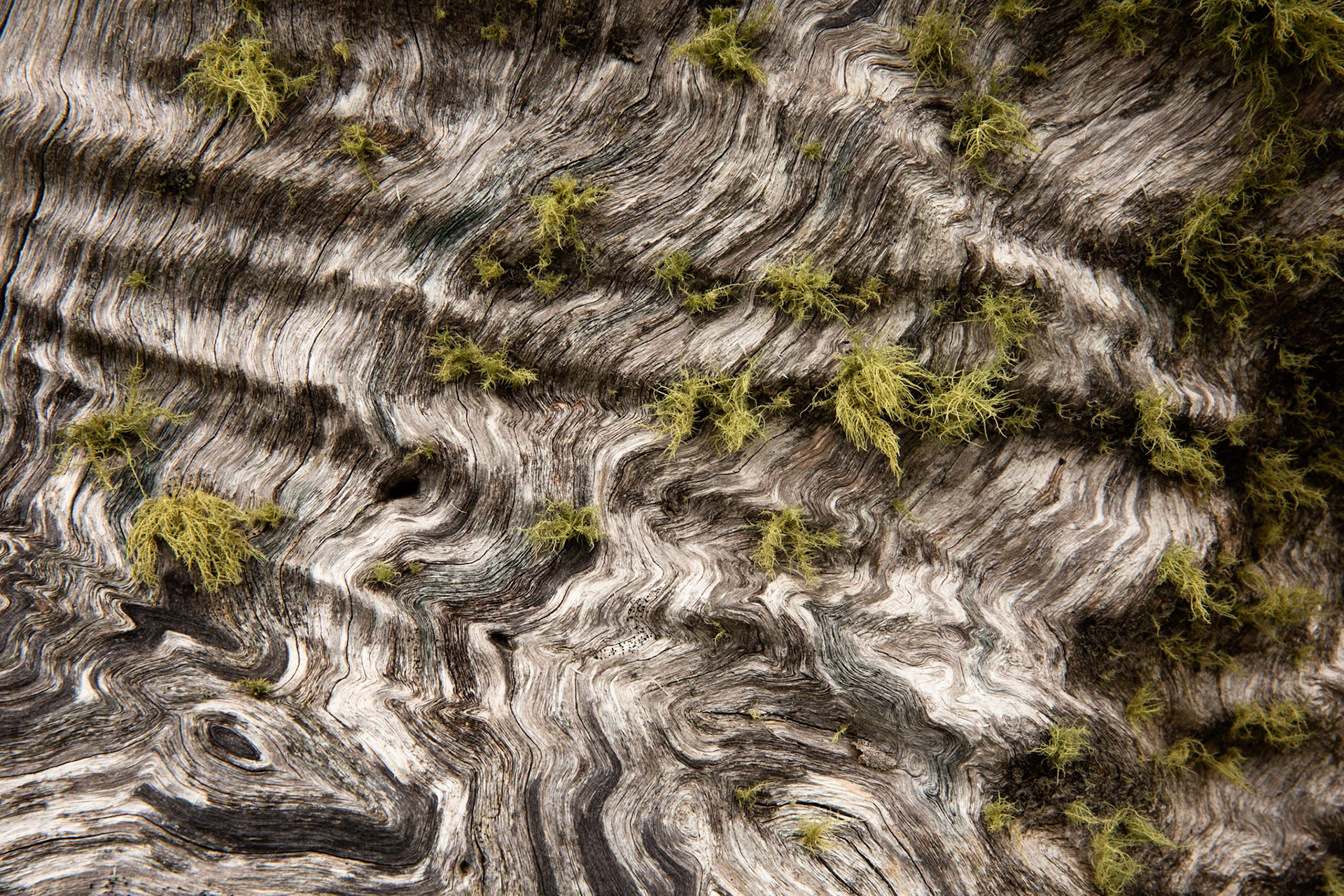 Thredbo to the cablecar and return, Mount Kosciuszko National Park, Snowy Mountains, New South Wales