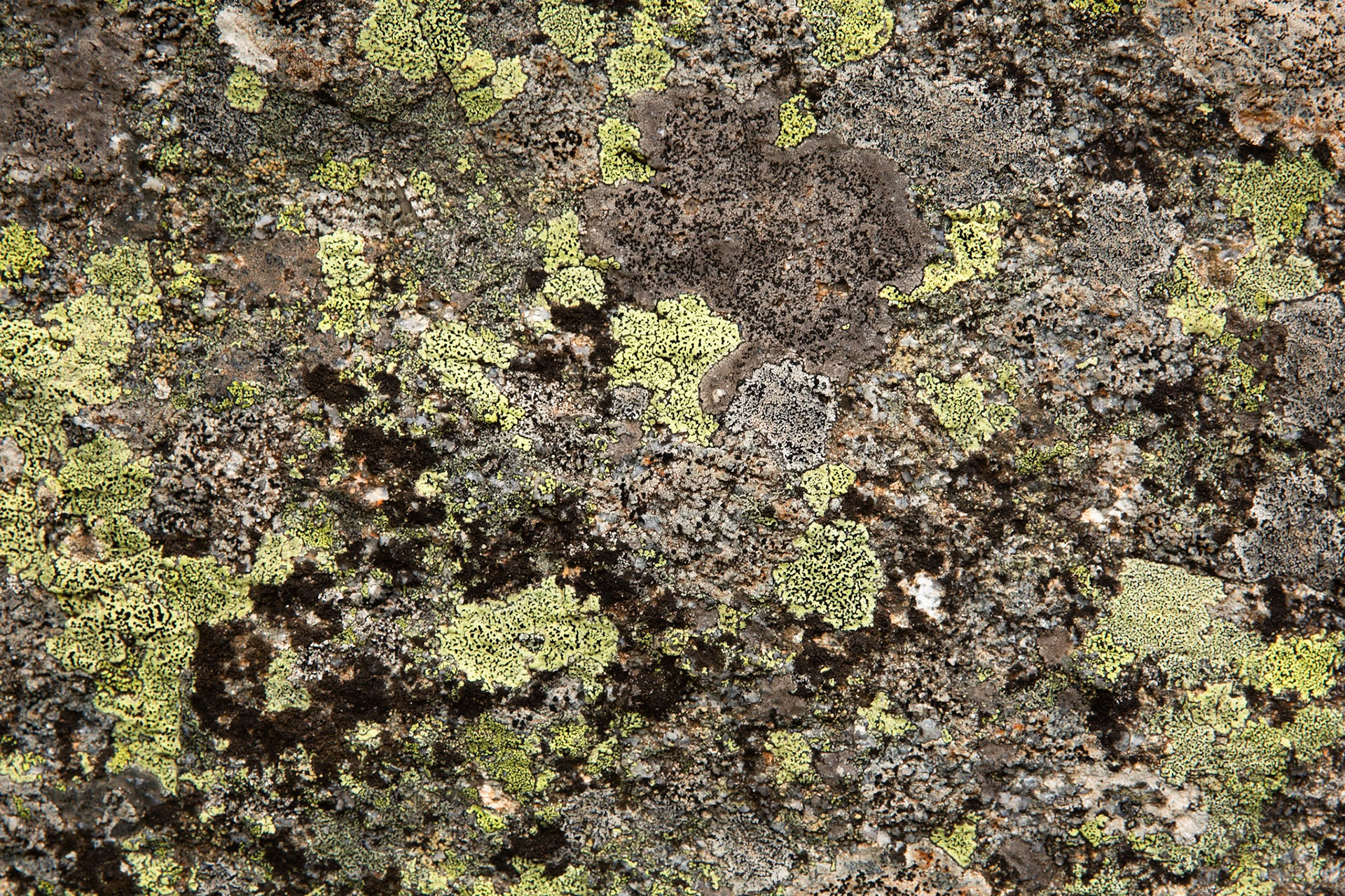Thredbo to the cablecar and return, Mount Kosciuszko National Park, Snowy Mountains, New South Wales