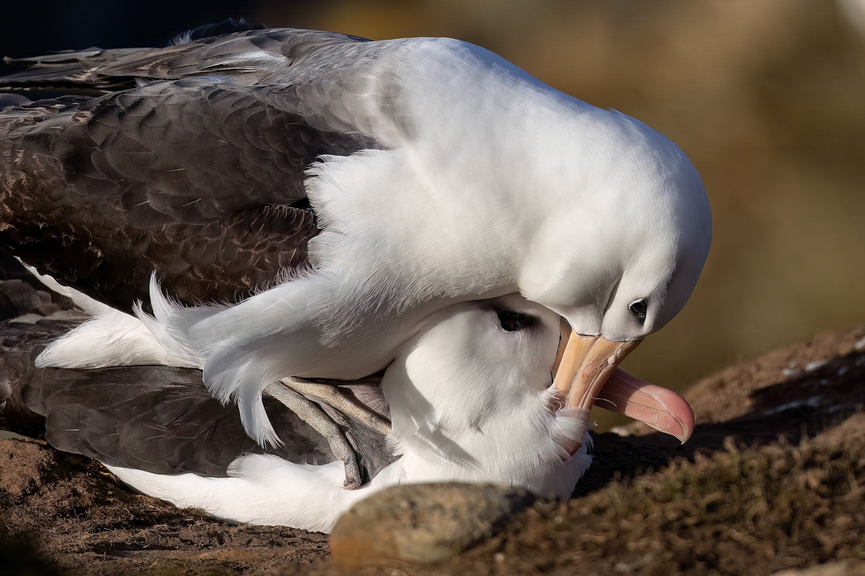 Black-browed albatross, The Settlement, Saunders Island, Falkland Islands