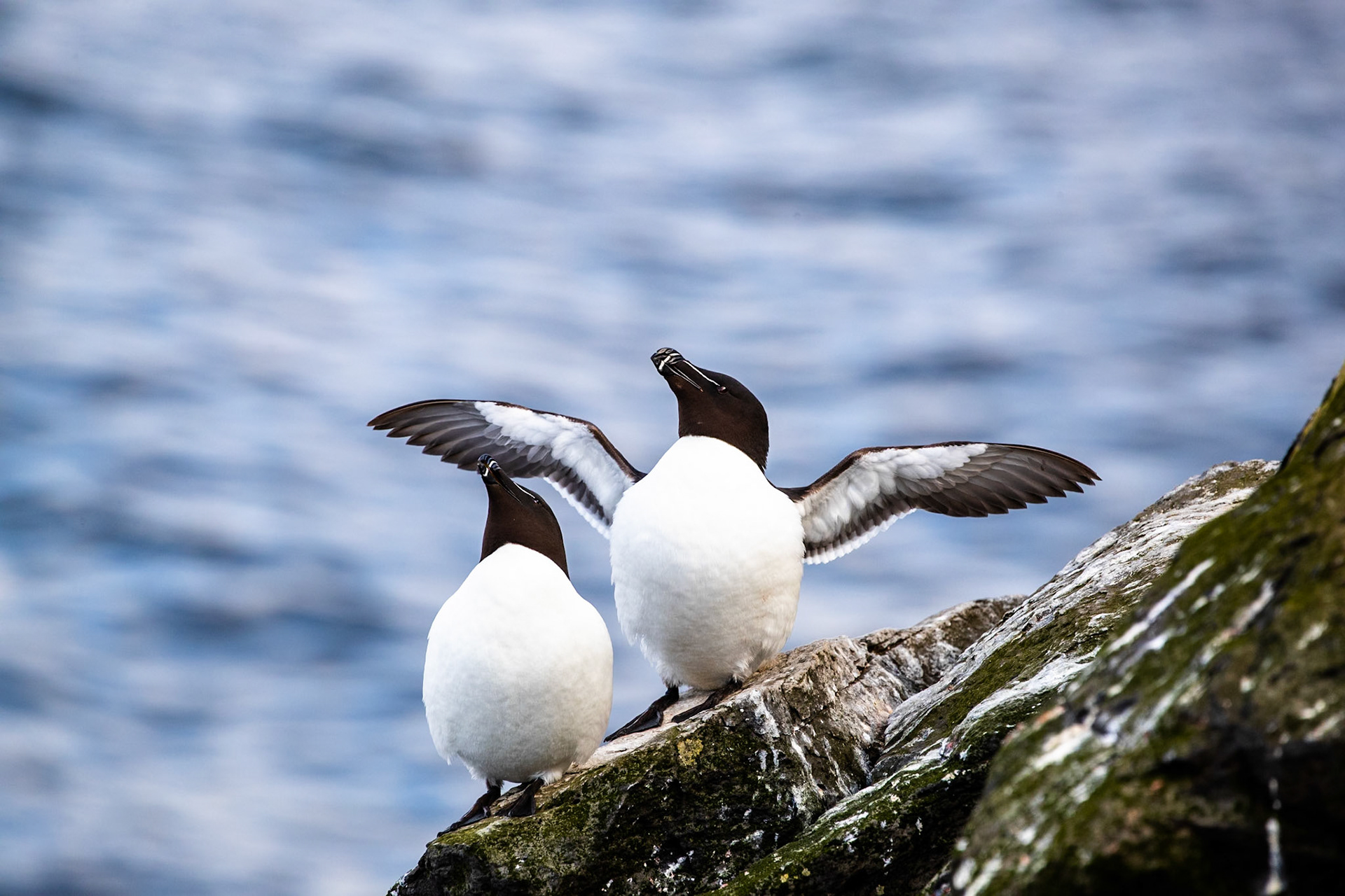 Razorbill, Grímsey Island, Iceland