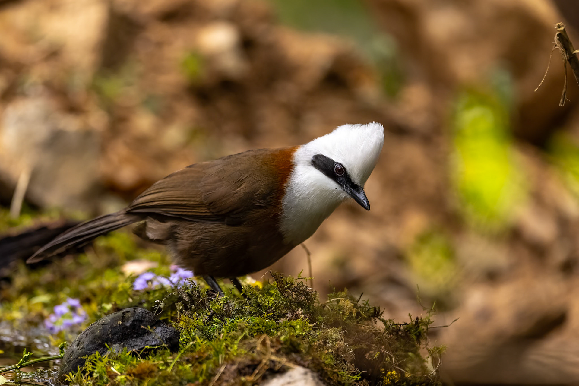 White-crested laughing thrush, Bird's Den, Corbett Tiger Reserve, India