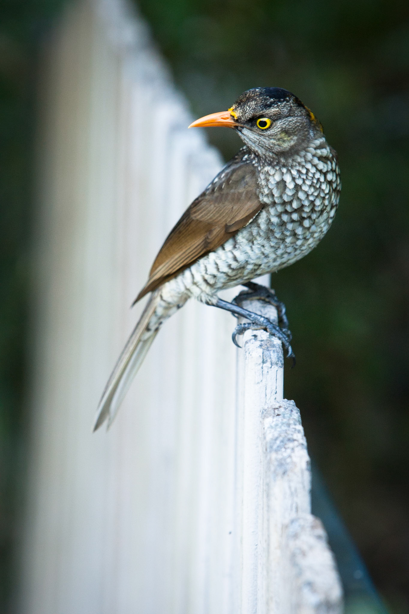 Lamington National Park, Queensland