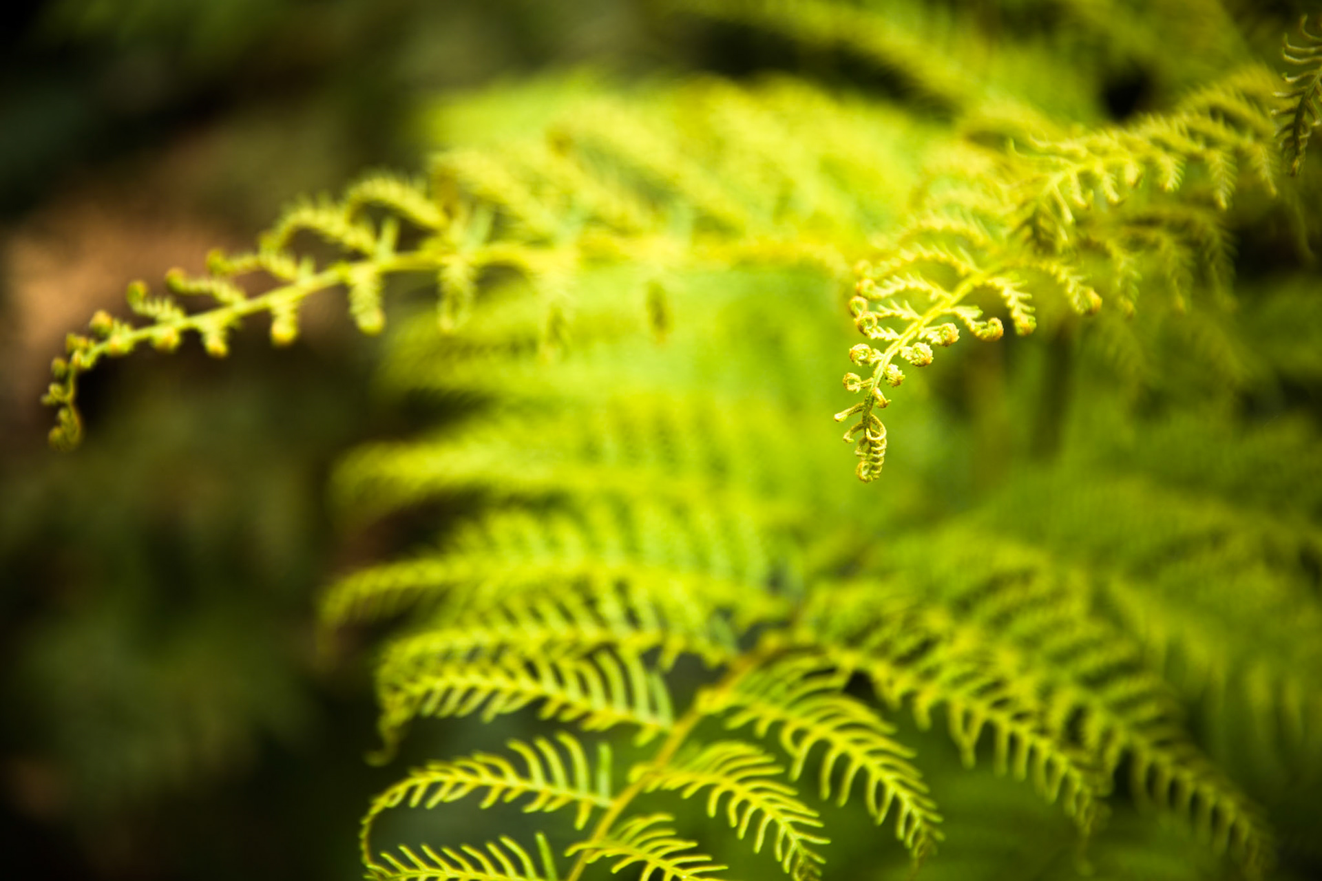 Tuesday am - Darby Saddle via Sparkes Lookout and Lookout Rocks to Tongue Point; and then on to Darby River for lunch.Tuesday pm - Lilly Pilly Gully carpark up to Tidal Overlook and on to Pillar Point then via Squeaky Beach and Picnic Beach to Picnic Beach carpark.