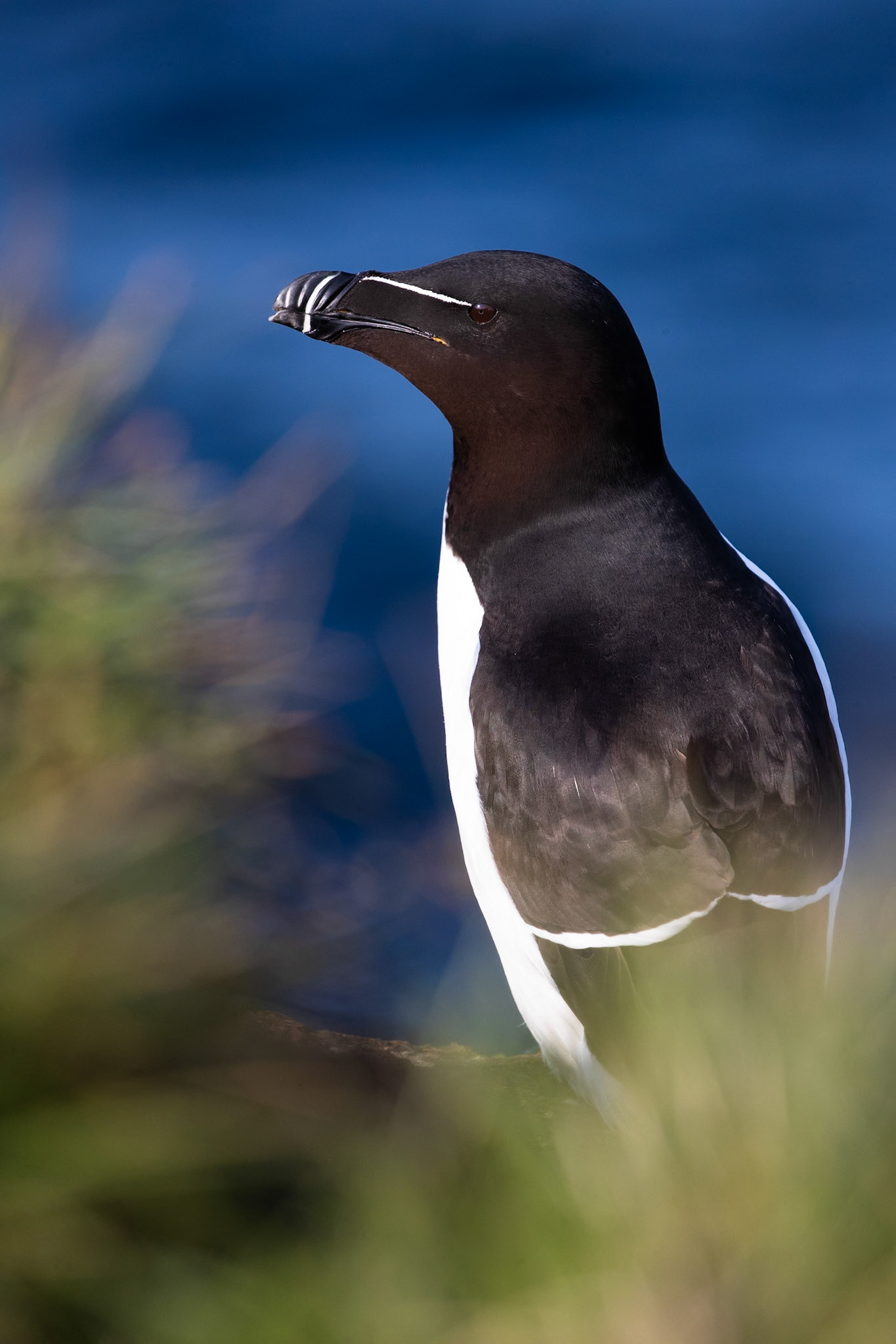 Razorbill, Grímsey Island, Iceland
