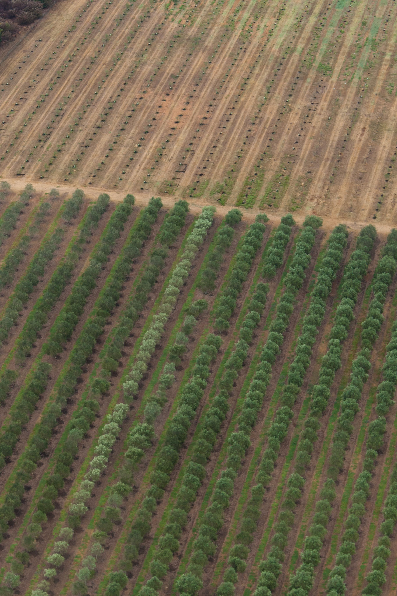 Hot air balloon ride in the Hunter Valley, New South Wales.