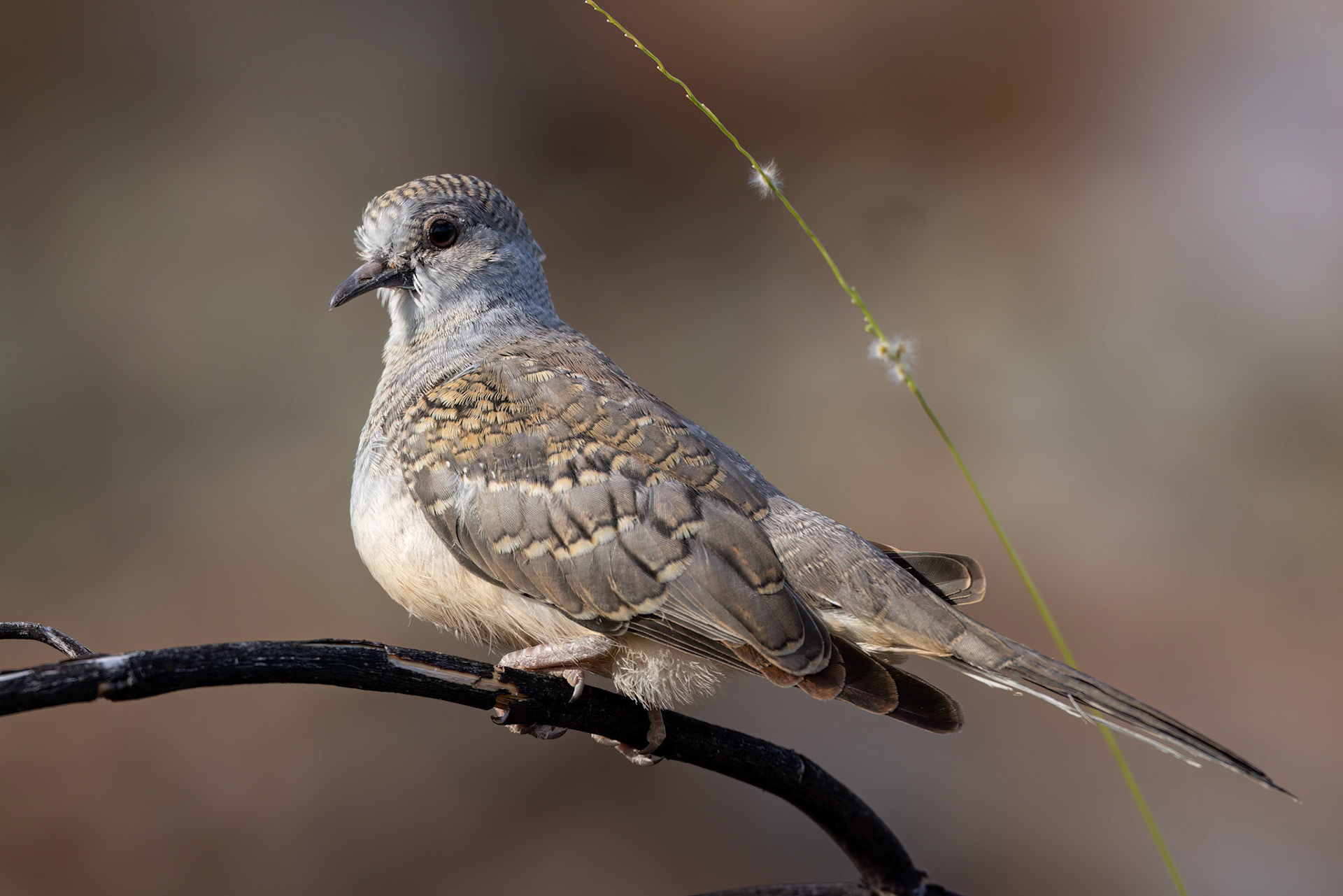 Diamond dove, Mt Isa, Queensland, Australia