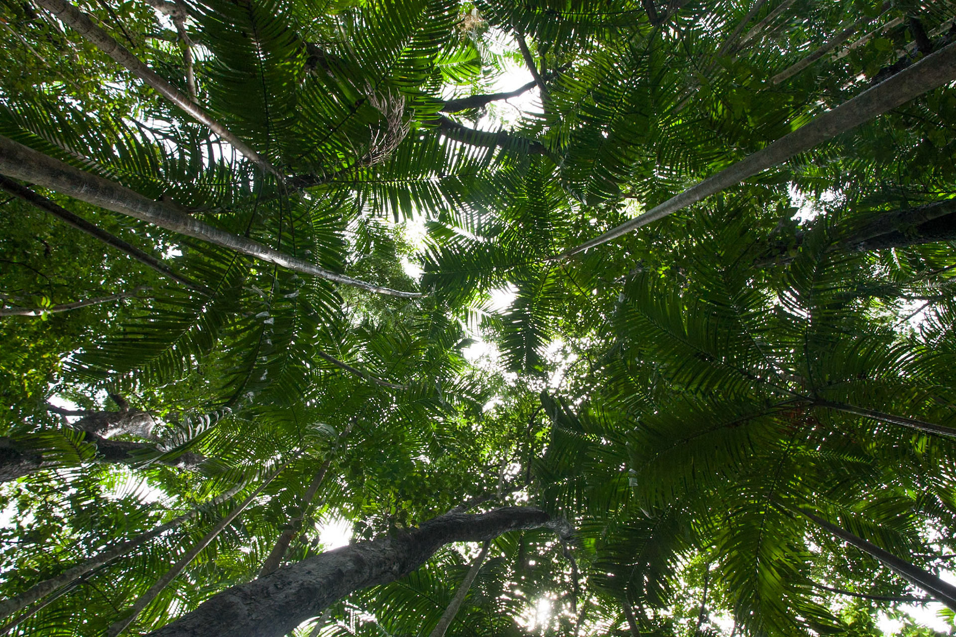 Rainforest canopy, Territory Wildlife Park, Darwin, Northern Territory