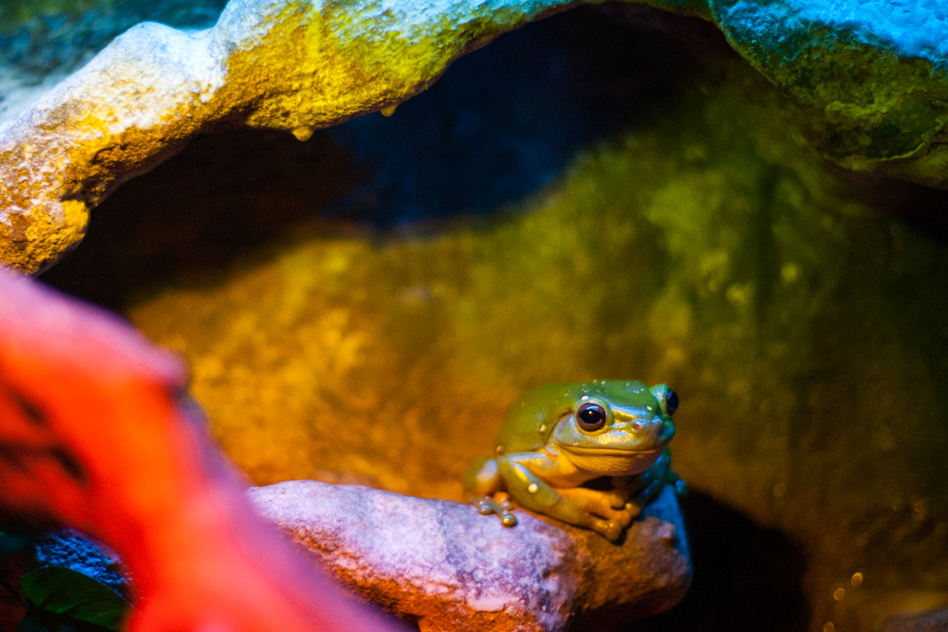 Green tree-frog, Territory Wildlife Park, Darwin, Northern Territory