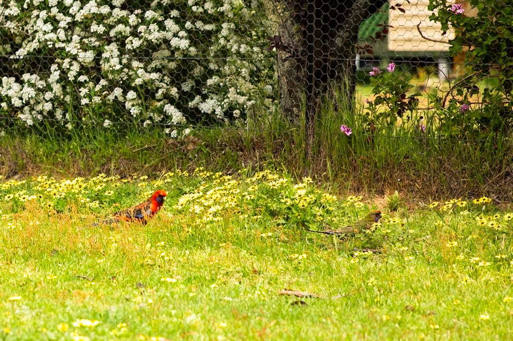 Crimson Rosella, Hall's Gap, The Grampians, Victoria