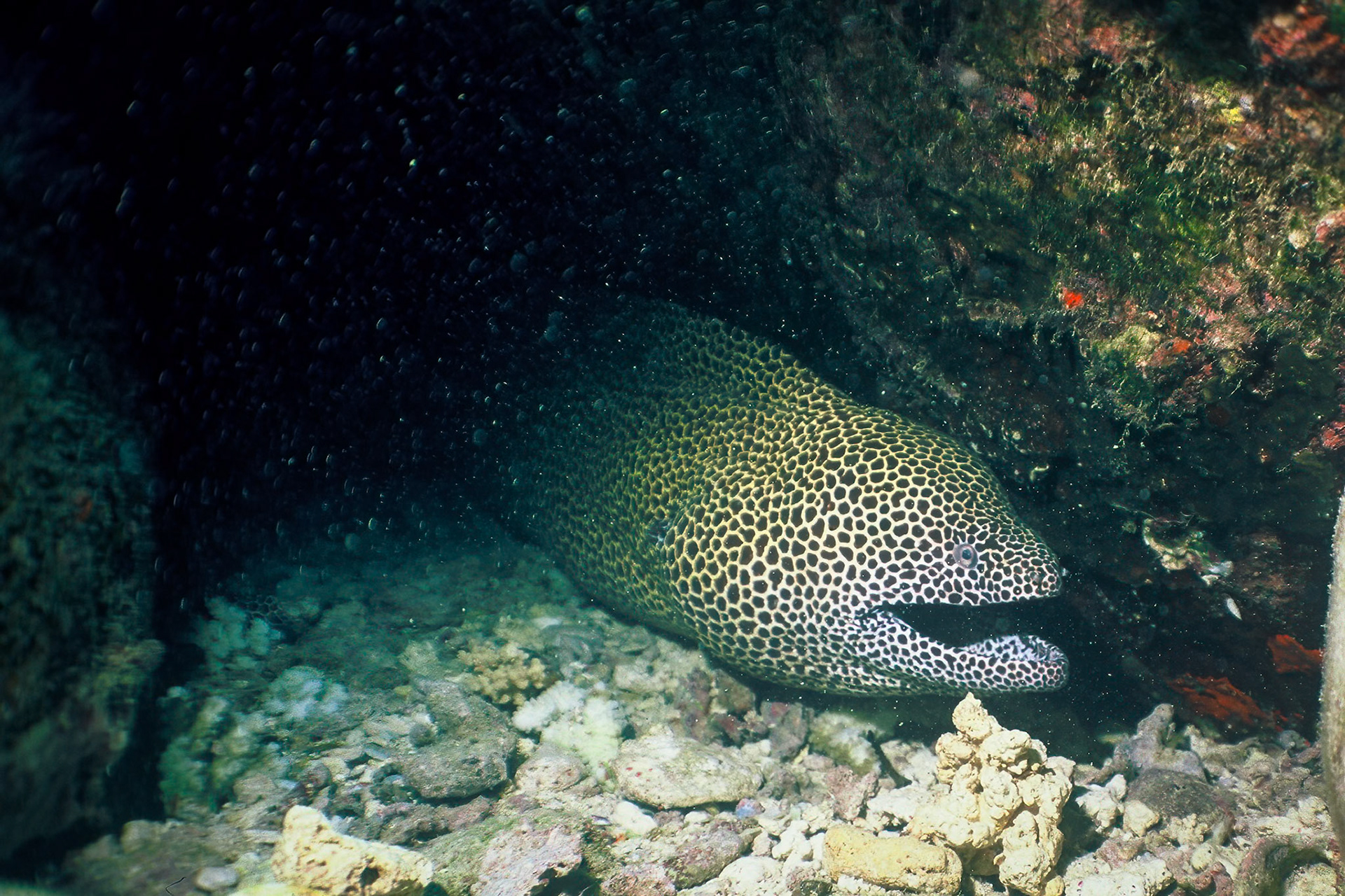 Honeycomb moray, Comores