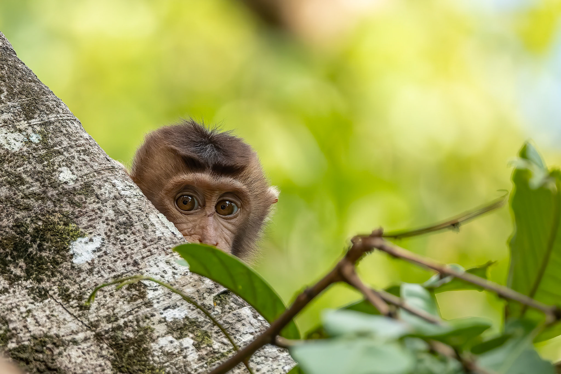 Pig-tailed macaque, Sukau, Borneo