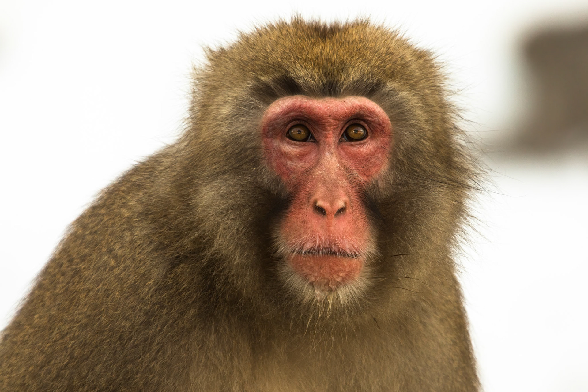 Jigokudani Yaen-Koen, Snow Monkeys, Yudanaka, Japan