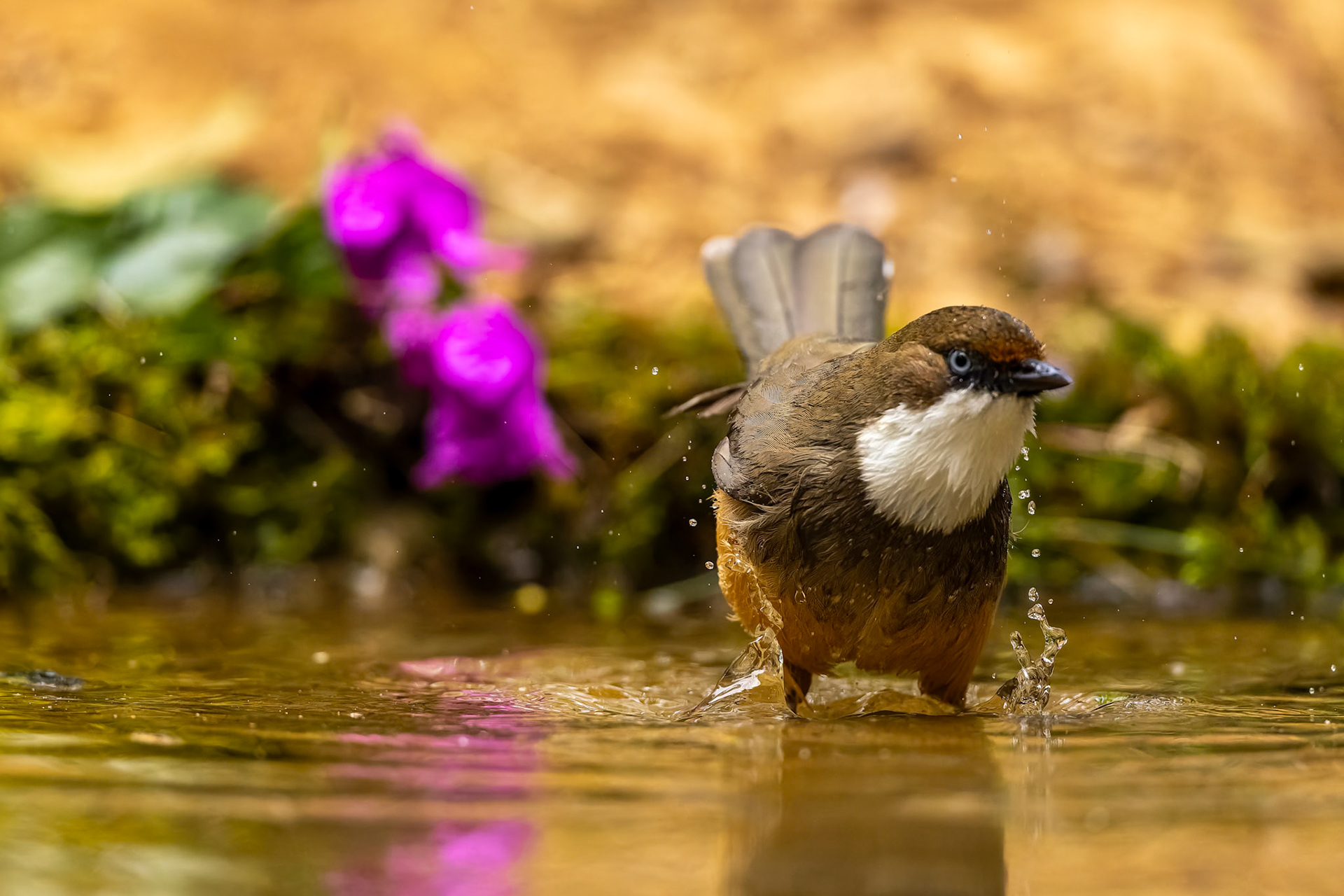 White-throated laughing thrush, Bird's Den, Corbett Tiger Reserve, India
