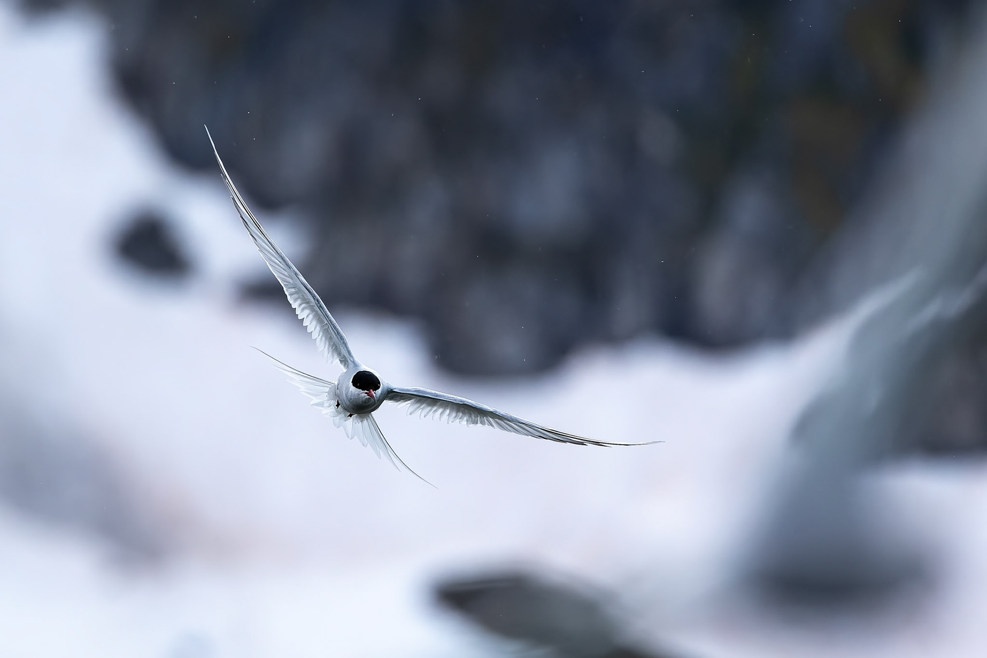 Arctic tern, Hamiptonbukka, Svalbard, Norway