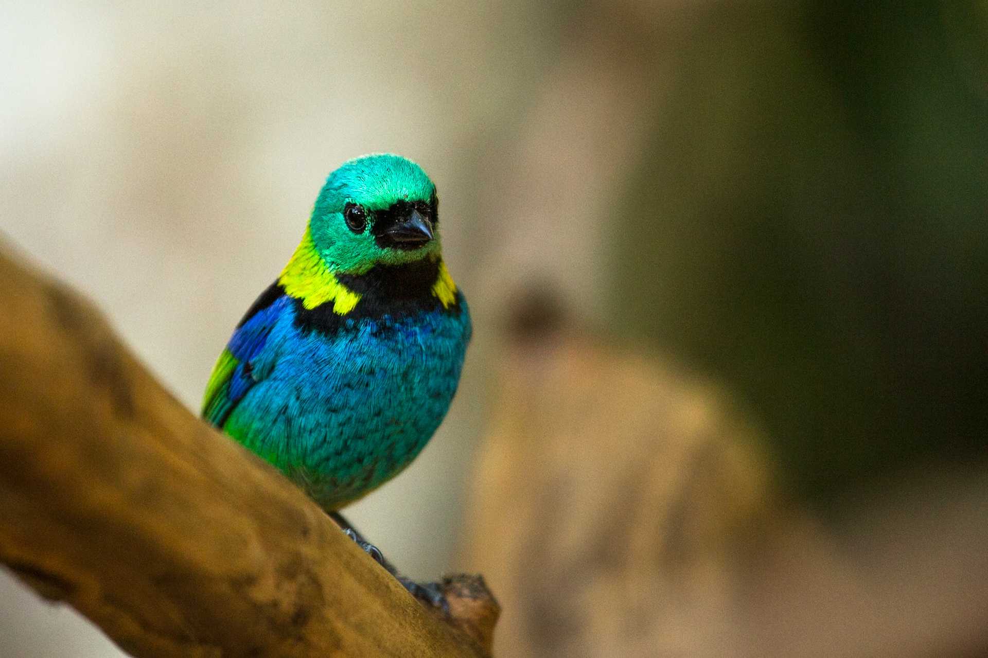 Green-headed tanager, Iguassu bird park, Brazil