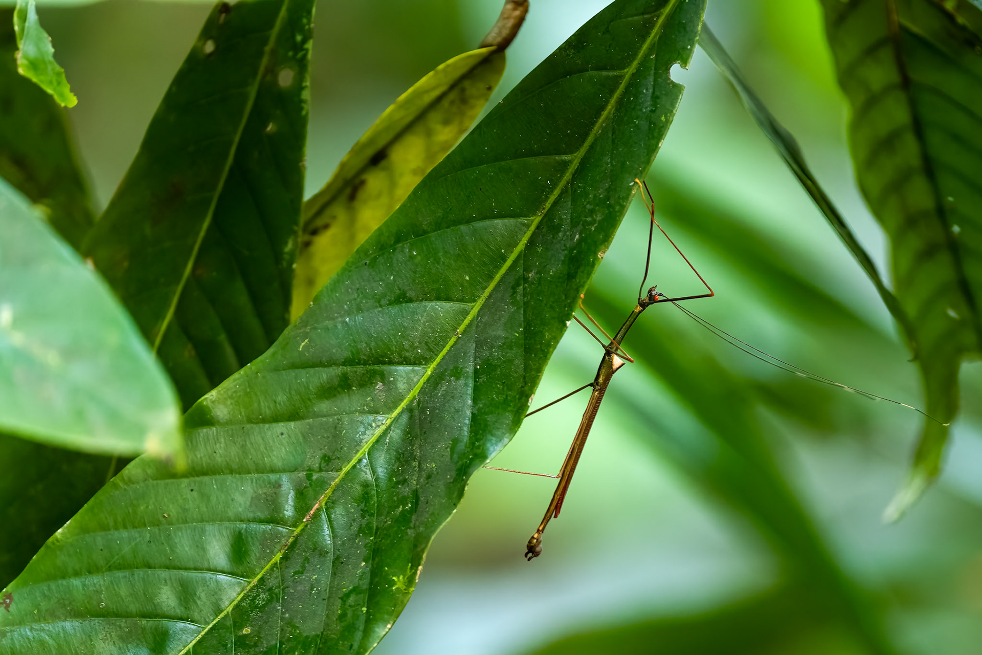 Stick insect, Sukau, Borneo