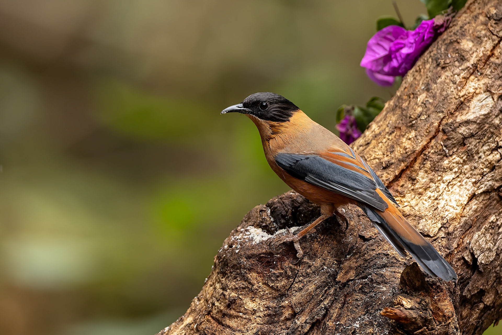 Rufous sibia, Bird's Den, Corbett Tiger Reserve, India