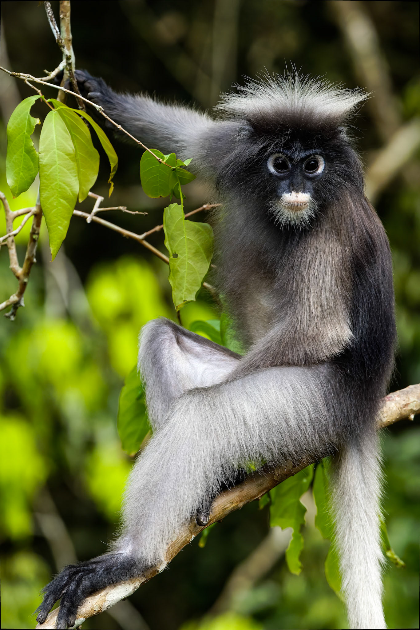 Dusky langur, Khaeng Krackan National Park, Thailand