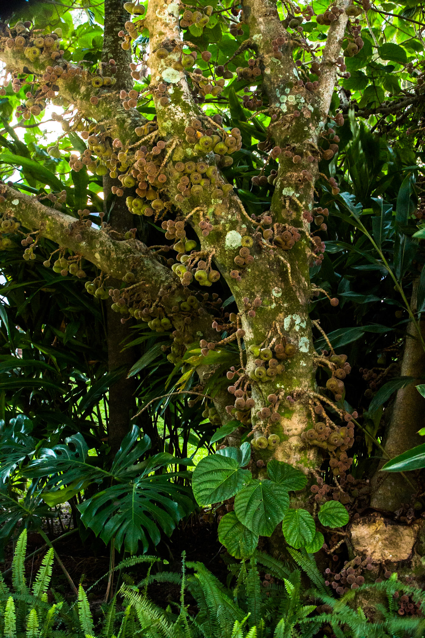 Puerto Valle Esteros, Ibera wetlands, Corrientes, Argentina