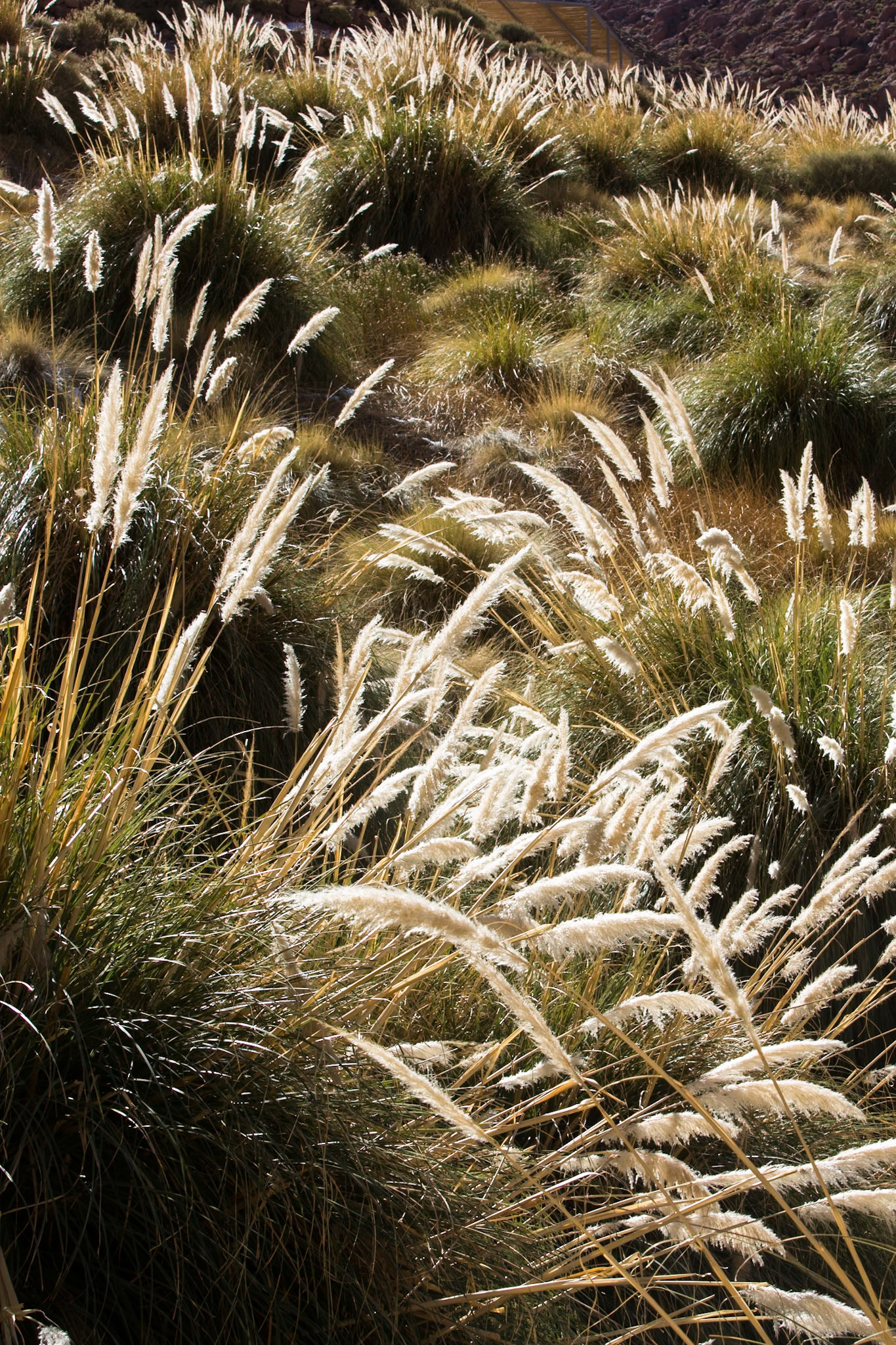Puritama hot springs, Atacama, Chile