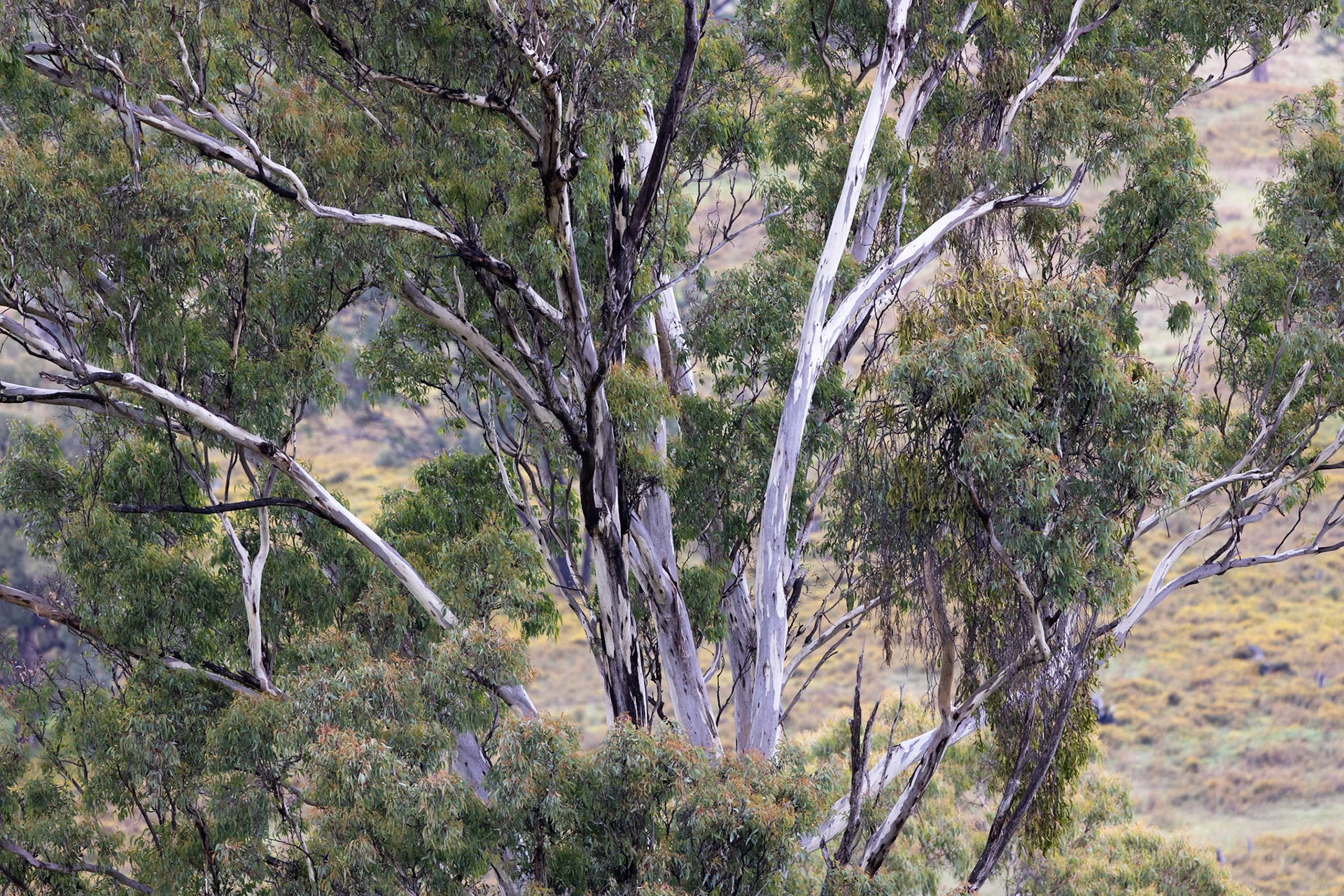 Turon Gates, New South Wales