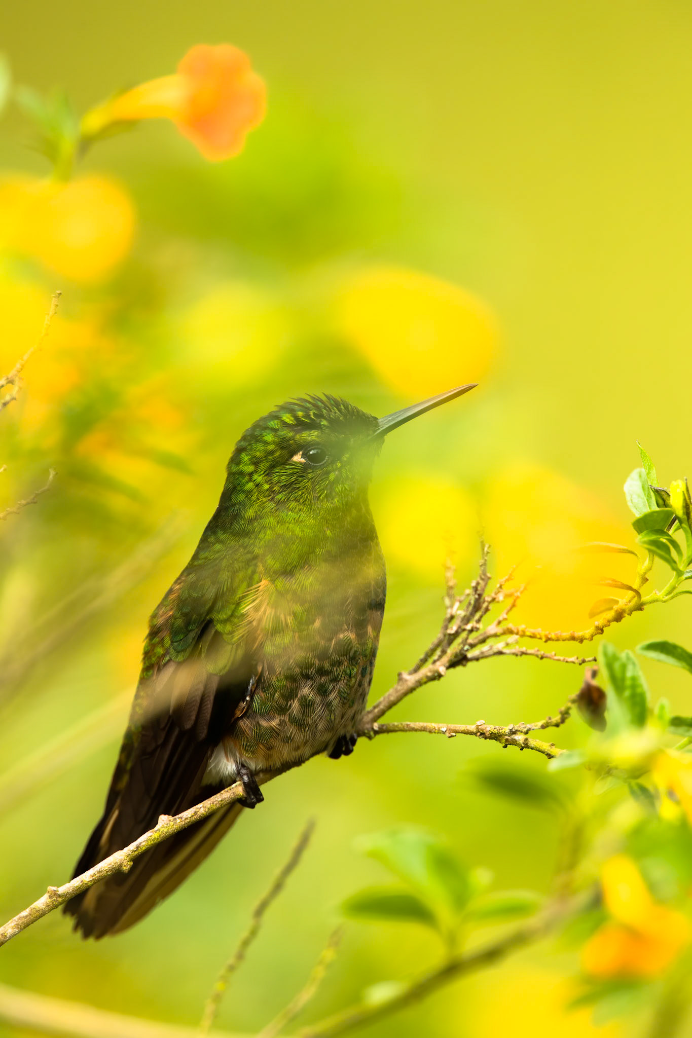 Buff-tailed coronet, Rio Blanco, Colombia