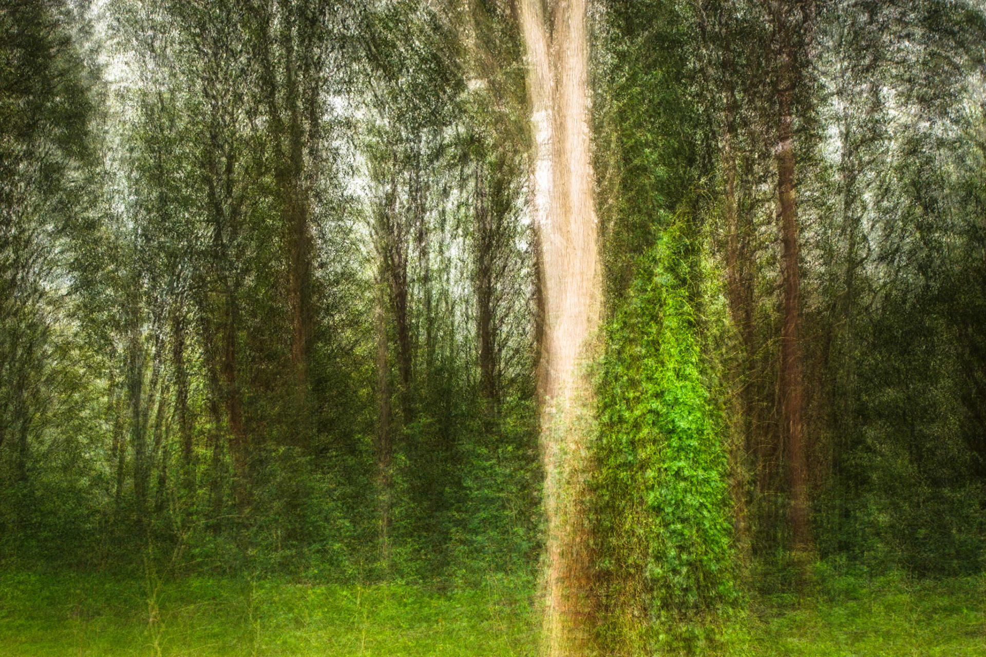 Multiple exposure of a trees at the Apollo International, Charlestown