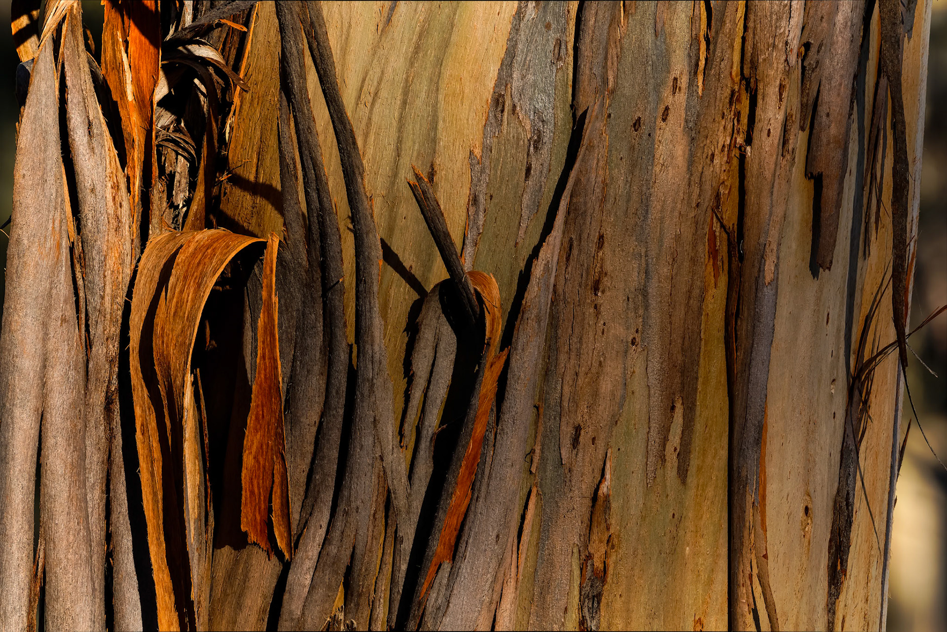 Landscape, Bruny Island, Tasmania, Australia