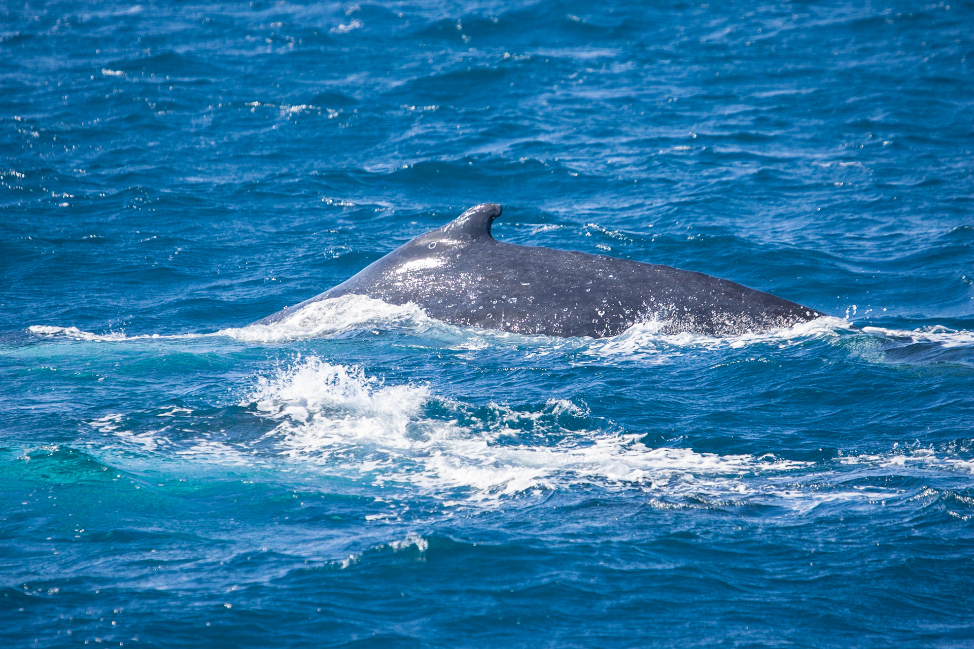 Two humpback whales swiming side by side one with dorsal fin showing, Hervey Bay near Fraser Island, Queensland