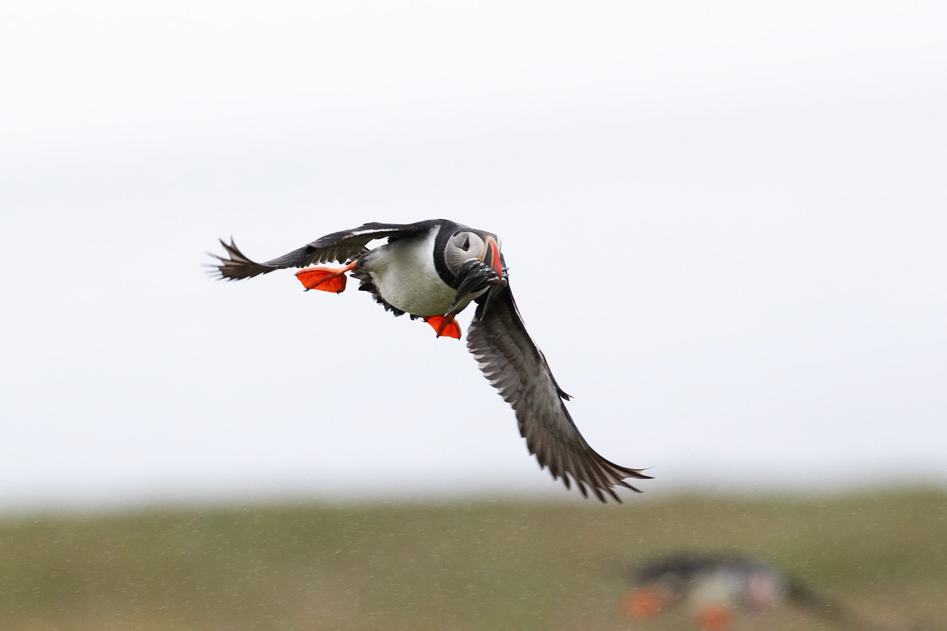 Atlantic puffin, Grímsey Island, Iceland