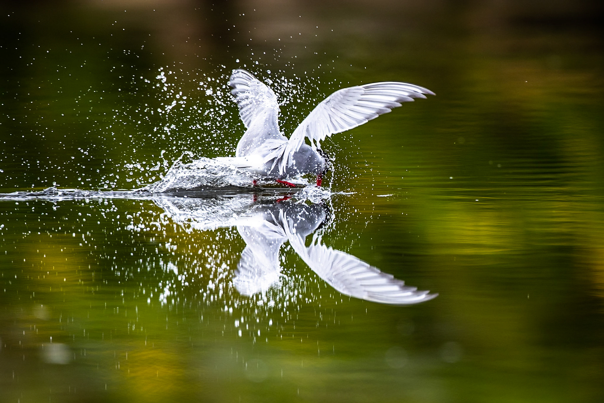 Arctic tern, Grímsey Island, Iceland