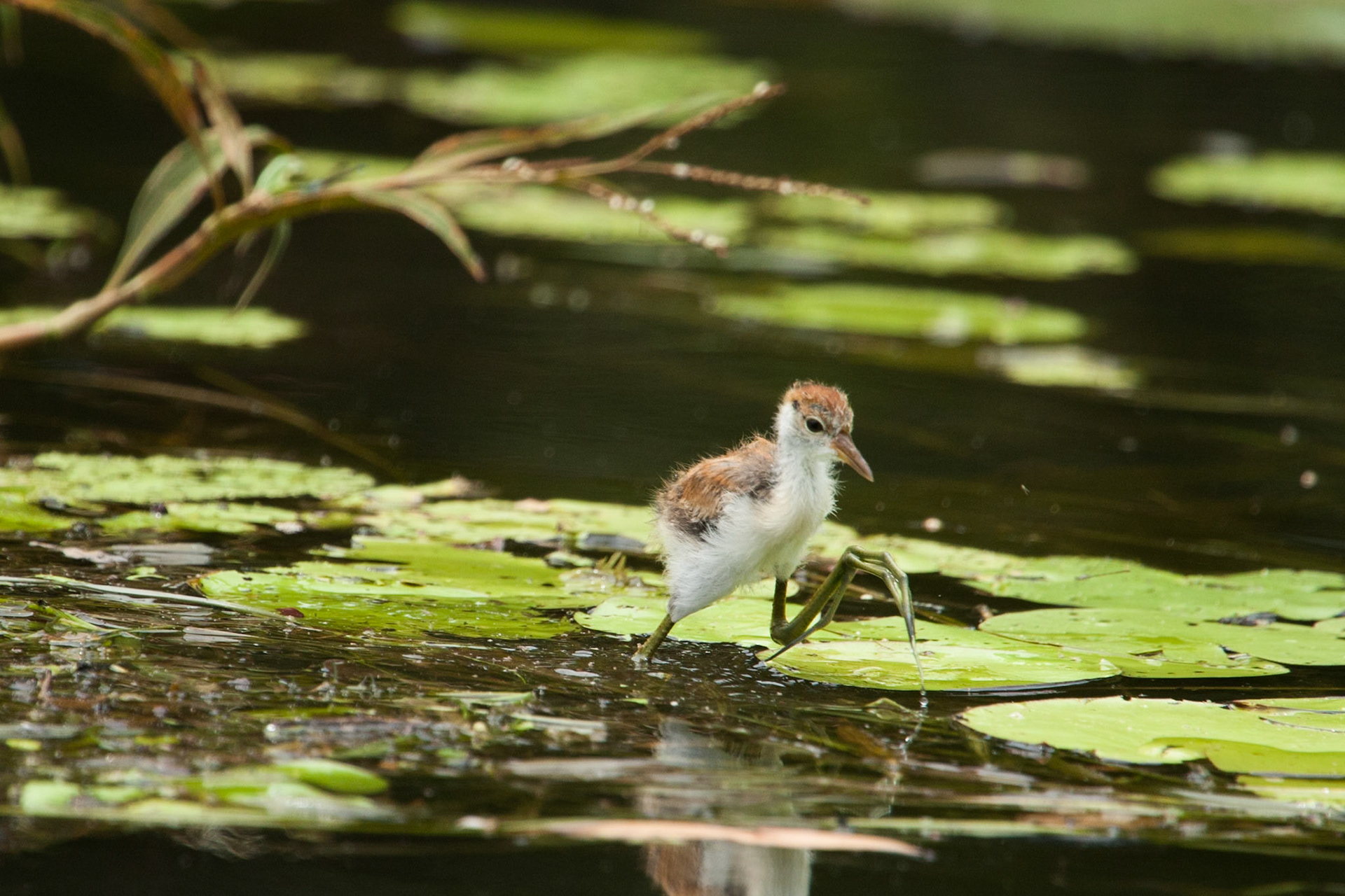 Comb-cretsed Jacana chick, Mount Borradale, Arnhemland, Northern Territory