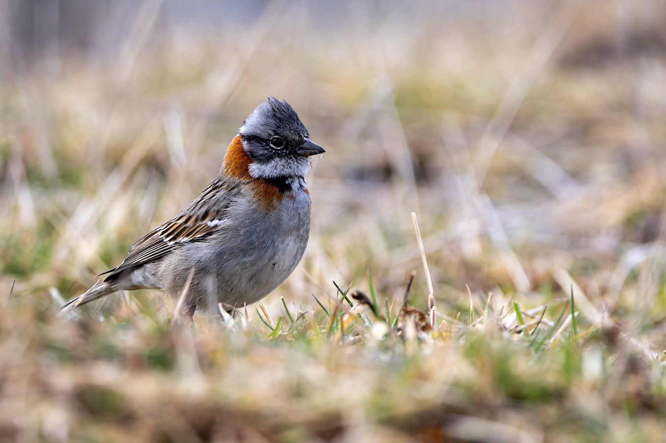 Rufous-collared sparrow, Punta Arenas, Patagonia, Chilé