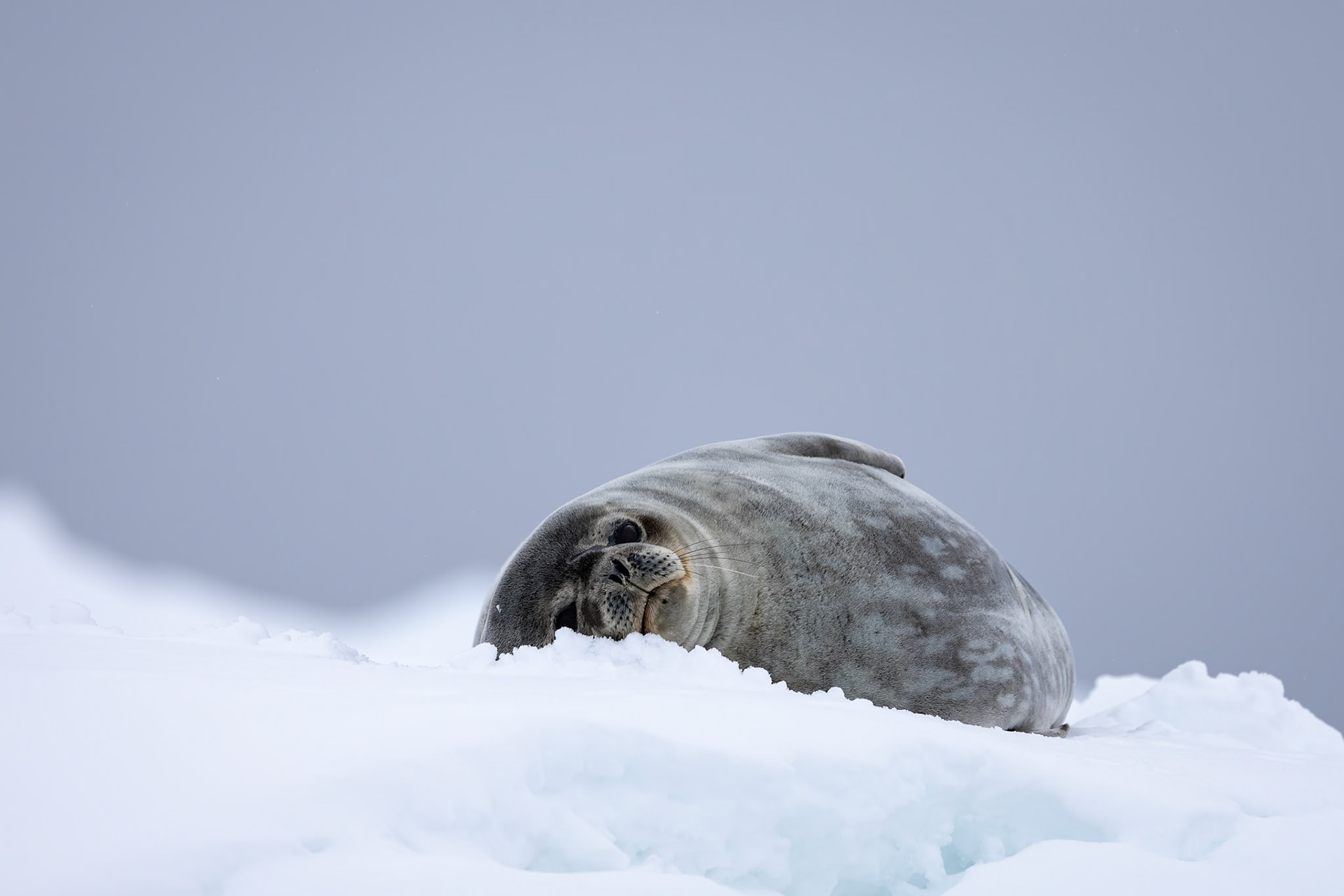 Weddell seal, Cuverville, Antarctica