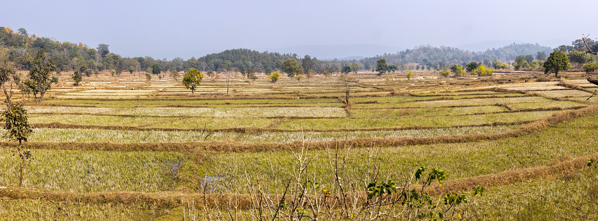 Landscape, Khana, India