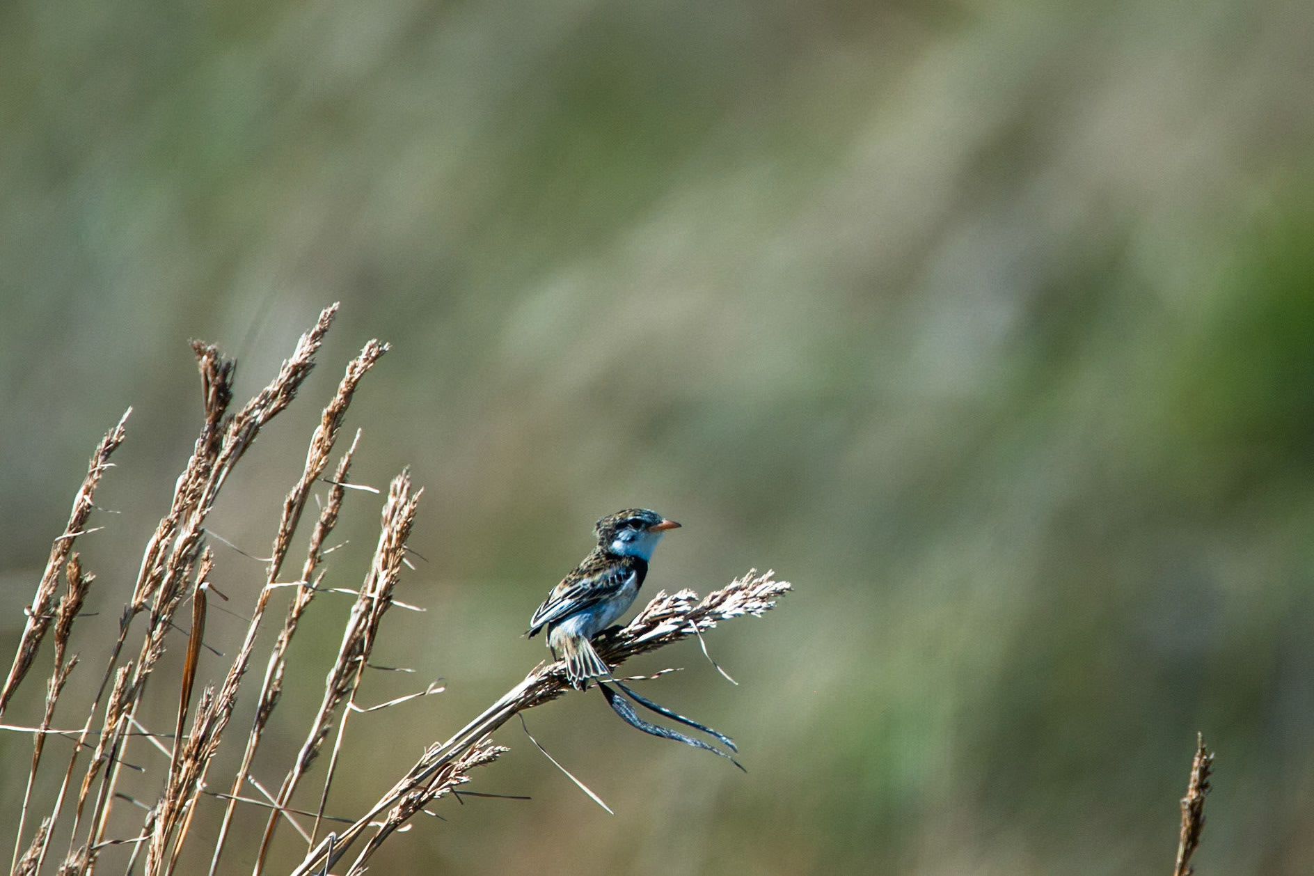 Strange-tailed tyrant, Puerto Valle Esteros, Ibera wetlands, Corrientes, Argentina