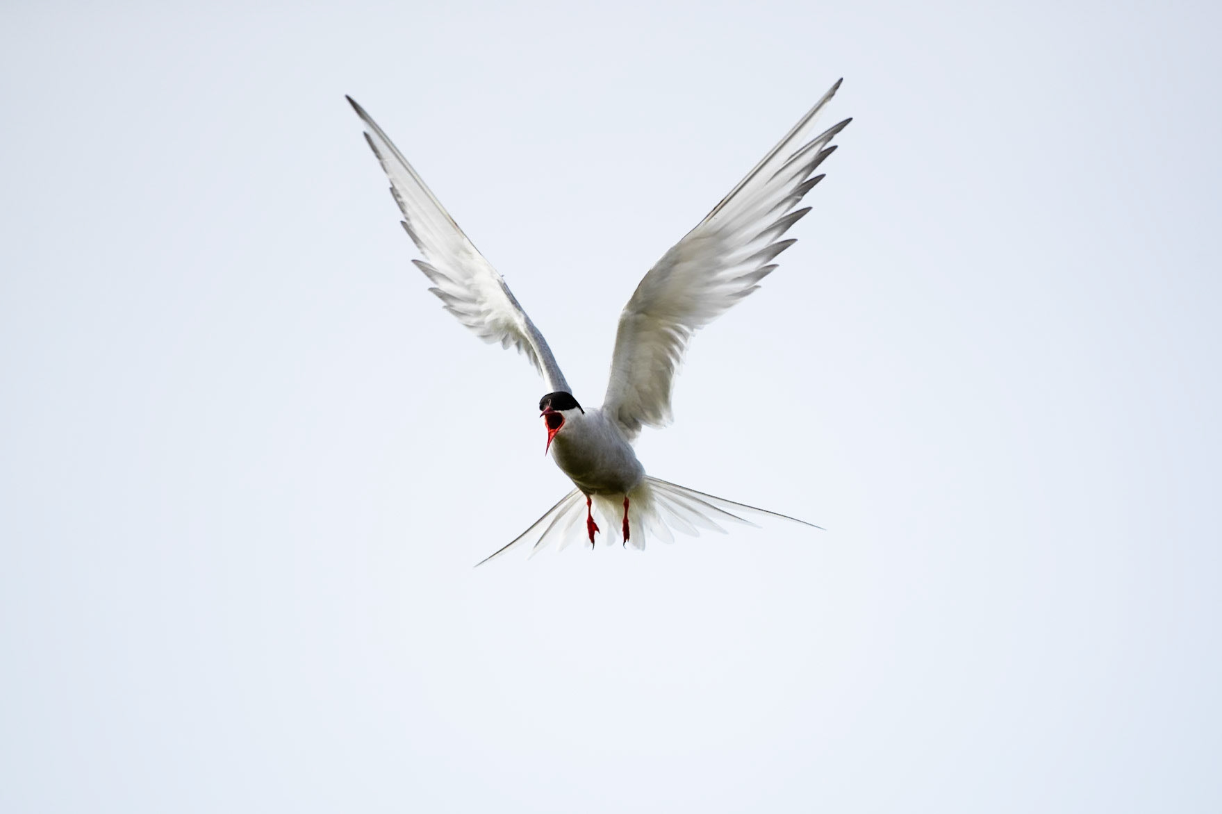 Arctic tern, Sandgerði, Iceland