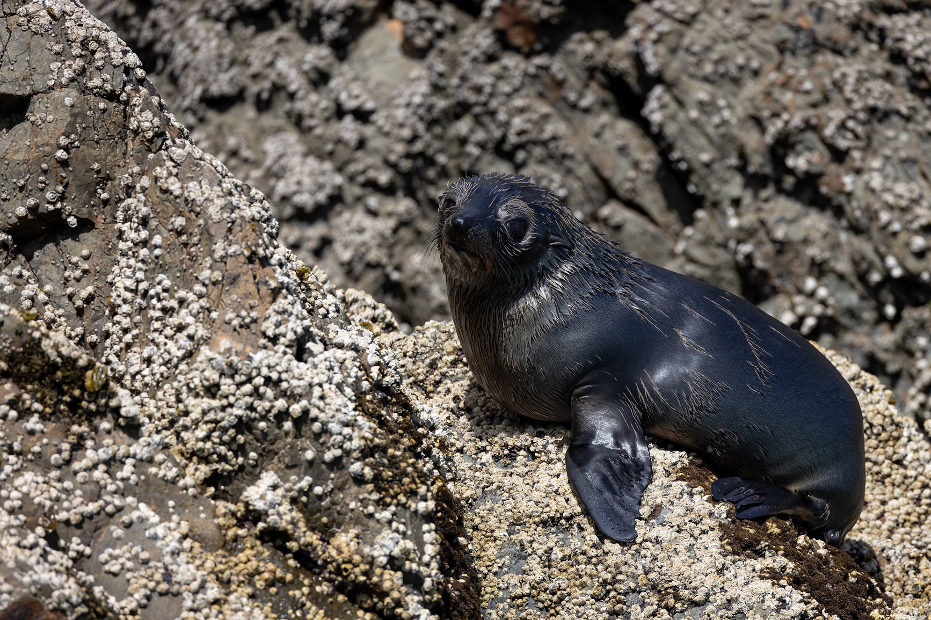 New Zealand fur seal, Kaikōura, New Zealand