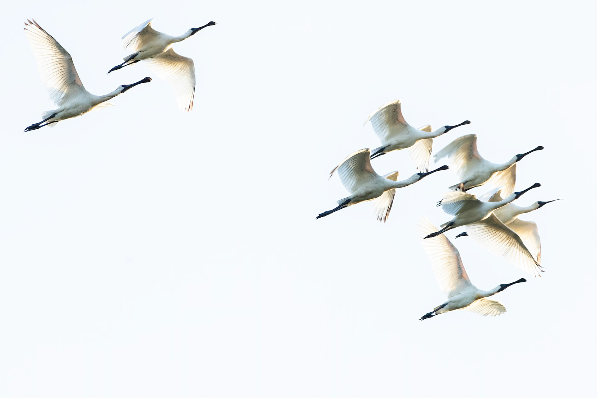 Royal spoonbills, Corroboree billabong, Corroboree, Northern Territory, Australia