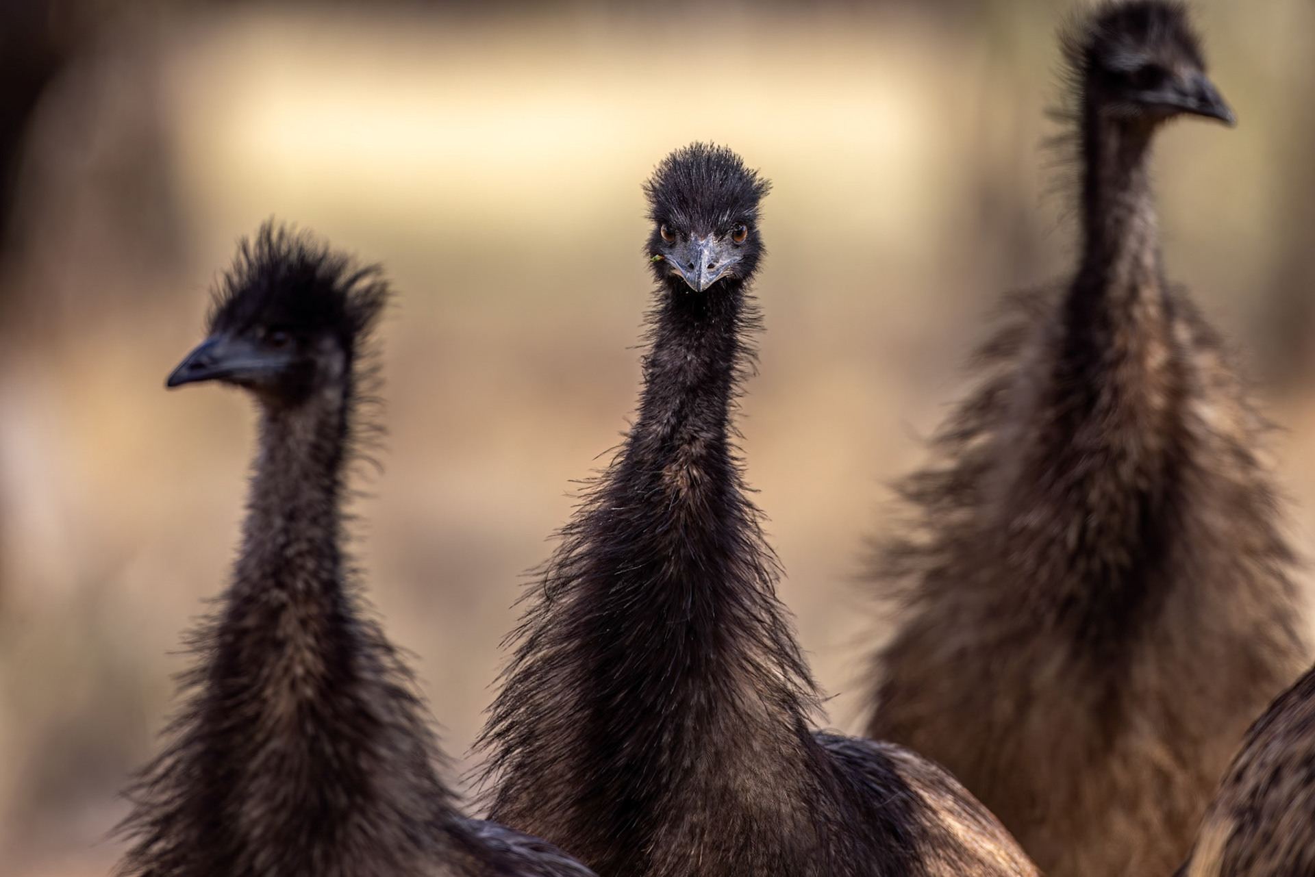 Emu, Thargomindah to Eulo, Queensland, Australia
