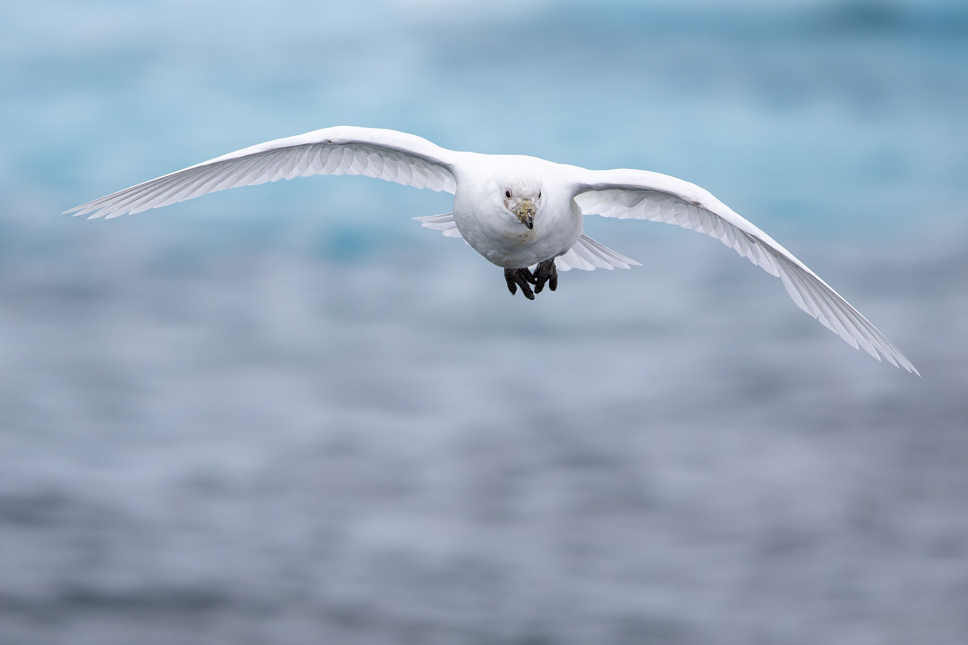 Snowy sheathbill, Useful Island, Antarctica