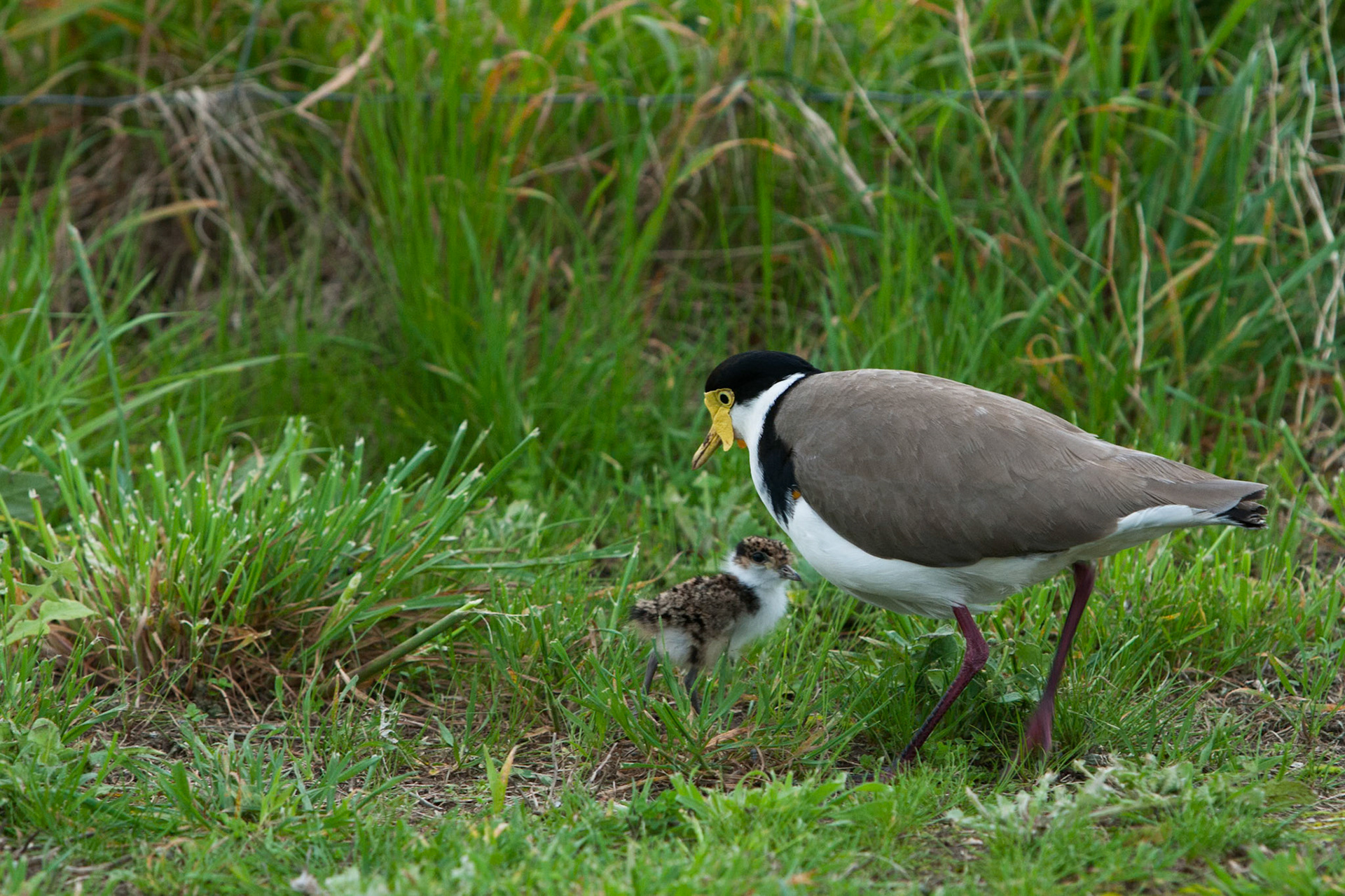 Masked lapwing and chick, American river, Kangaroo Island. On entering American River, one is greeted by Lapwings nesting along the verge next to the road.