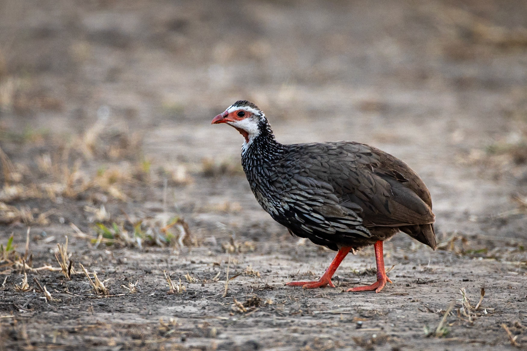 Red-necked spurfowl, Gorongosa, Mozambique