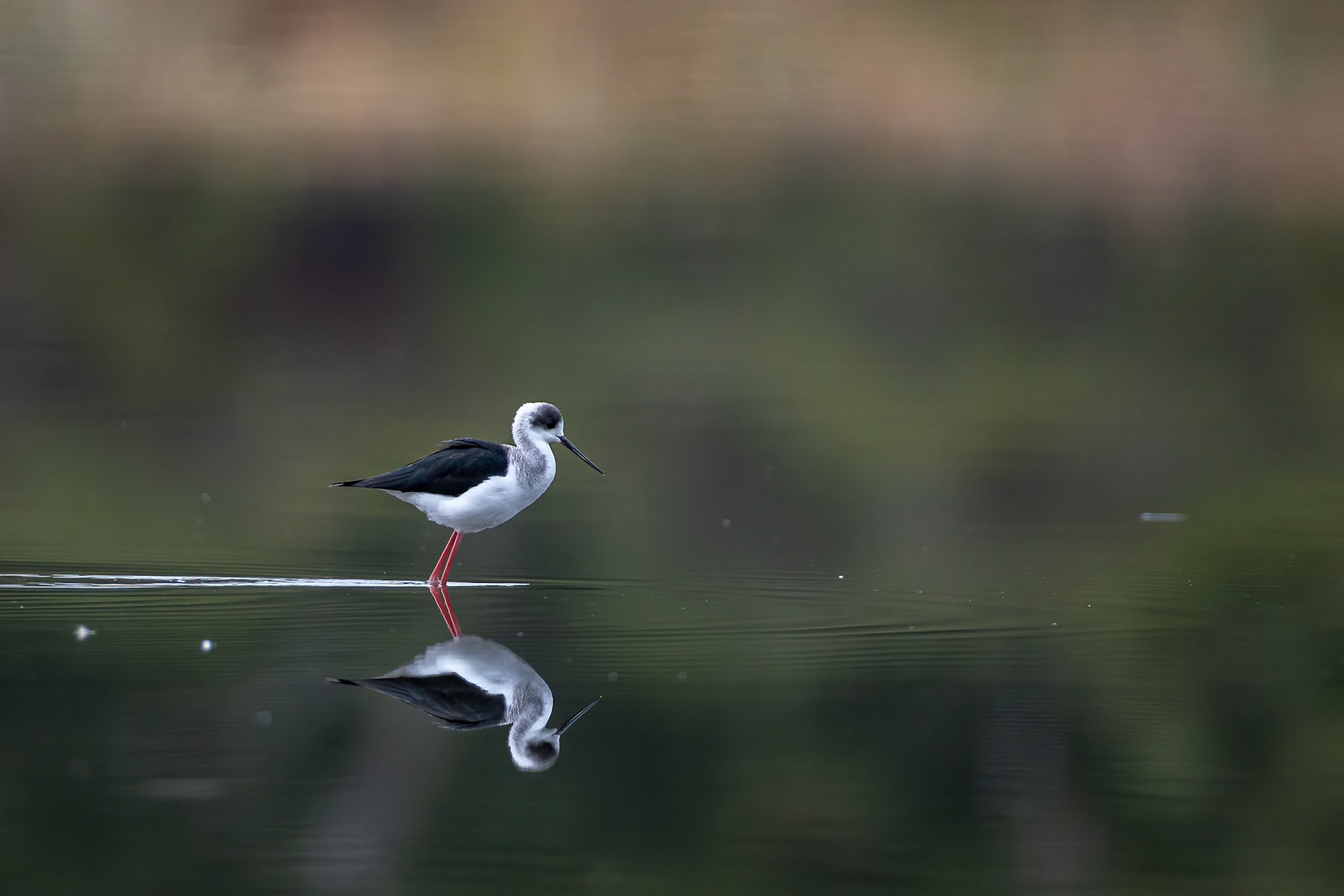 Pied stilt, Perth, West Australia