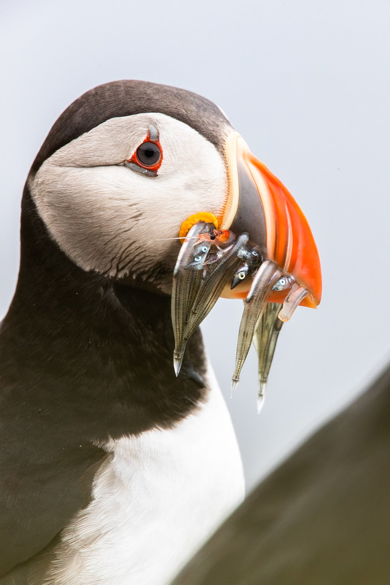 Atlantic puffin, Grímsey Island, Iceland
