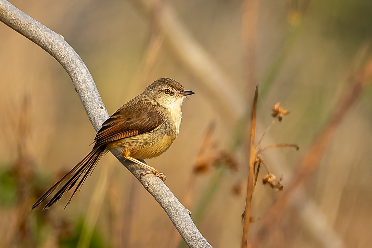 Plain prinia, Khana, India