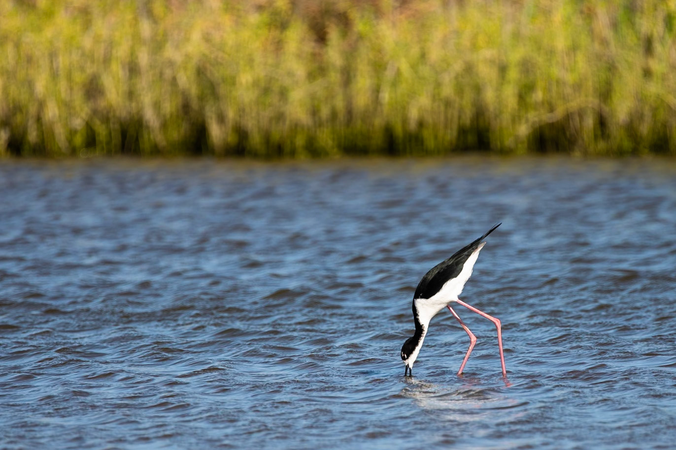 Hawaiin stilt, Kealia Pond National Wildlife Refuge, Maui, Hawaii, United States of America