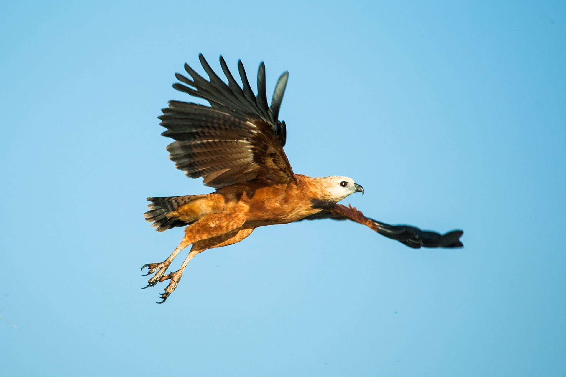 Black-collared hawk, Porto Jofre, Pantanal, Brazil