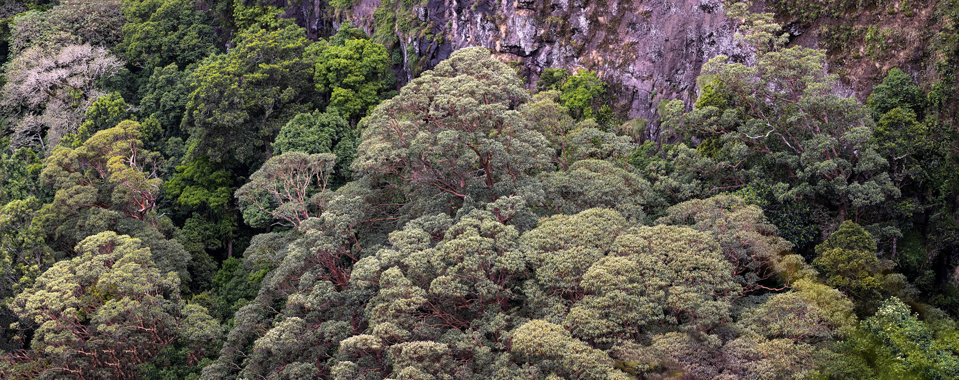 O'Reilly's Rainforest Retreat, Lamington National Park, Queensland, Australia