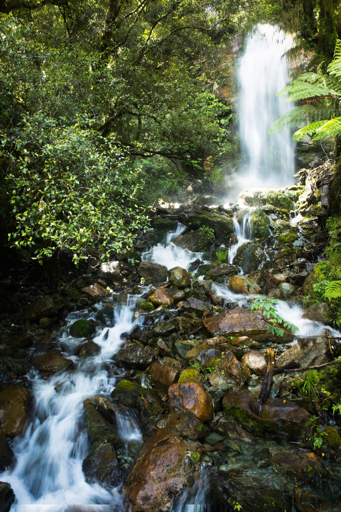 Hollyford Track to Pyke Lodge, New Zealand